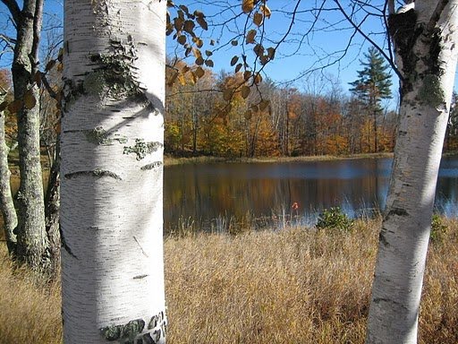 Birch-my favorite trees