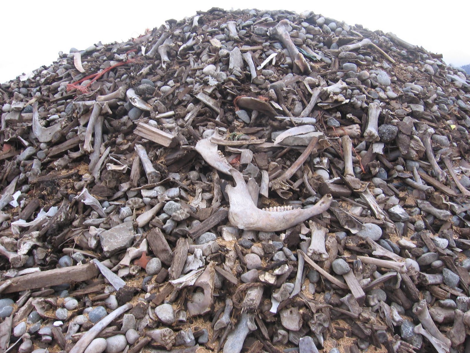 [pile+of+bones+2.jpg]