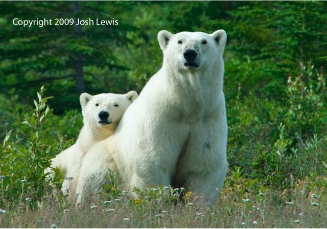 [josh's+polar+bear+photo.jpg]