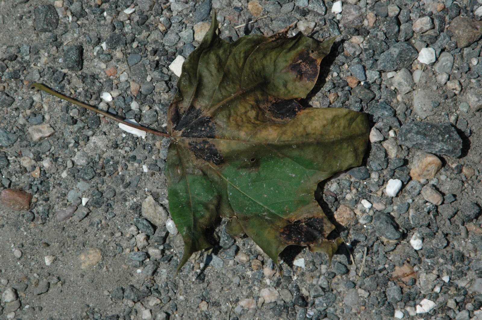 [DSC_6343.JPG]
