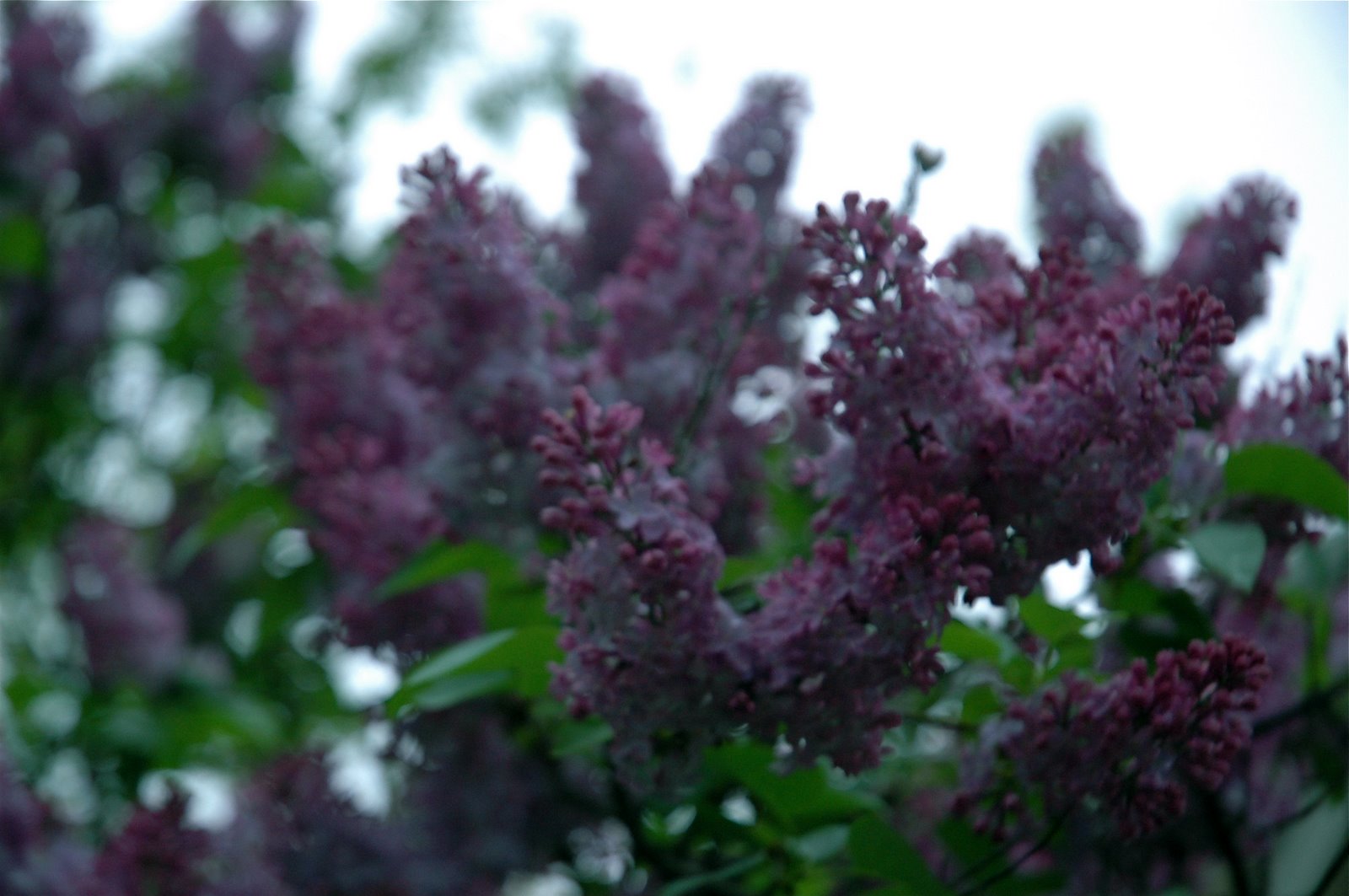 [DSC_0524.JPG]