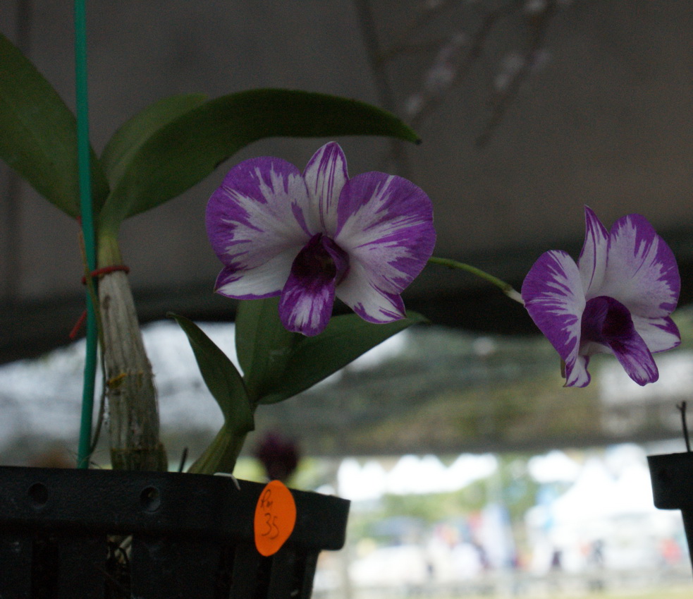 LAISI Never Go To MAHA On A Sunday