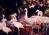 Flamingo Hilton Wildlife Habitat