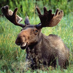 "What is this creature?" I asked