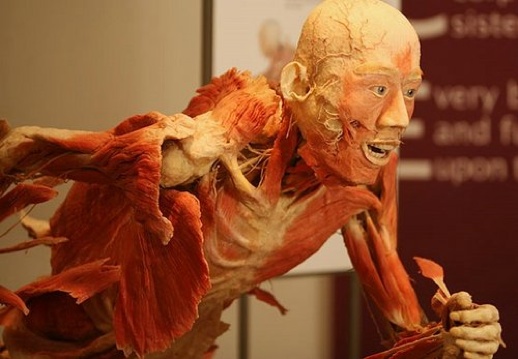 O corpo humano anatomia