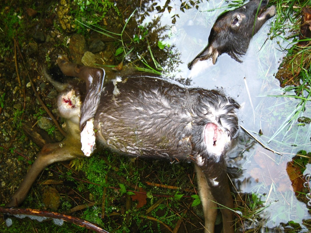 [Dead+Deer.JPG]