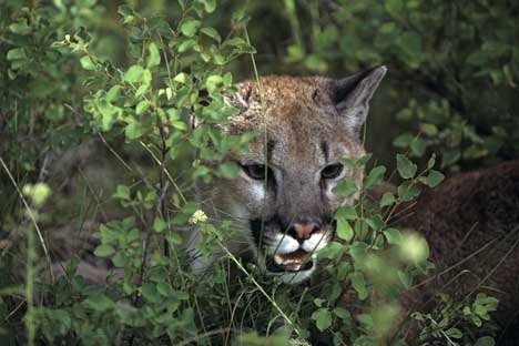 Cougar Northern Ontario