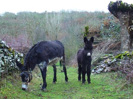[burros+2.JPG]