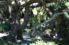 encinitas-koi-pond-image6.jpg