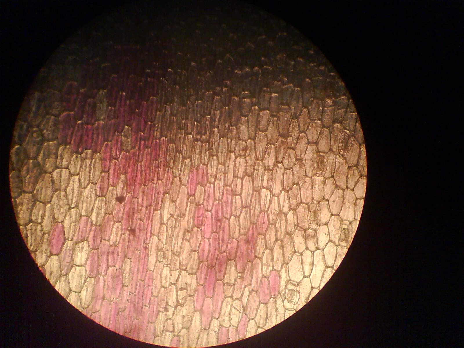 Sel Rhoeo Discolor
