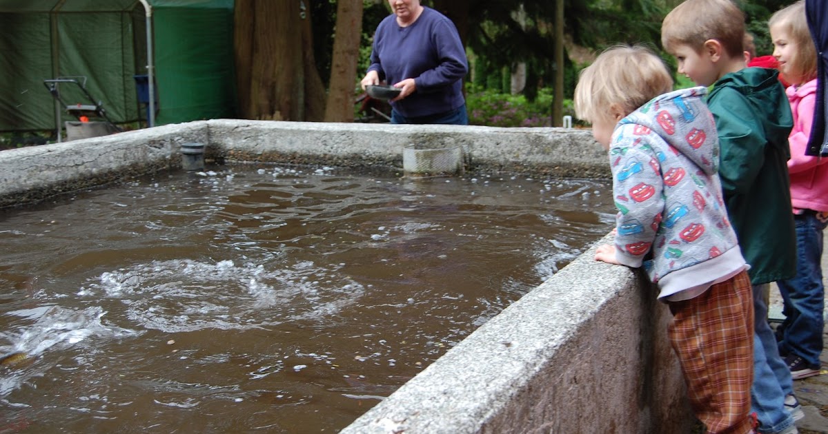 The Knight Life Gold Creek Trout Farm Field Trip