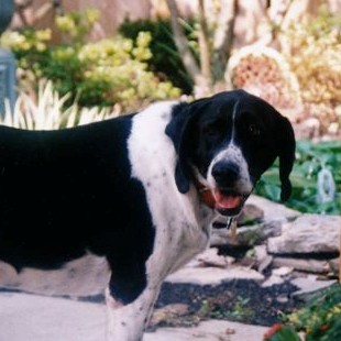 [delta+dog+rt+side_0004a.jpg]