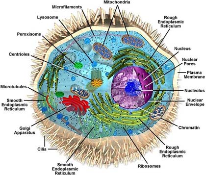 sub branches of biology A listing and description of the five main branches of chemistry chemistry let's start by taking a look at the 5 main branches of chemistry and then delve deeper into chemistry's many sub-branches for this reason biochemistry is also known as chemical biology or biological chemistry. sub branches of biology A listing and description of the five main branches of chemistry chemistry let's start by taking a look at the 5 main branches of chemistry and then delve deeper into chemistry's many sub-branches for this reason biochemistry is also known as chemical biology or biological chemistry.