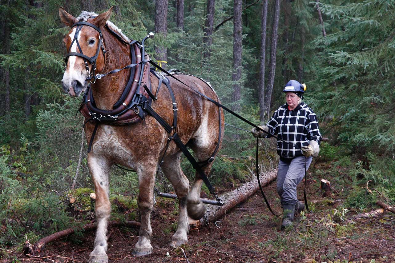 Gowganda Views Revisiting the horse loggers