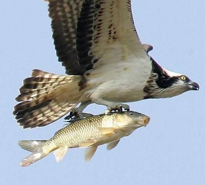 [BlogEagleFish.jpg]