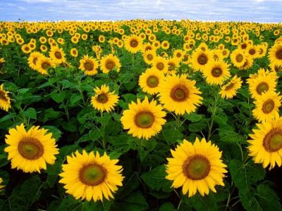 normal_sunflower.jpg