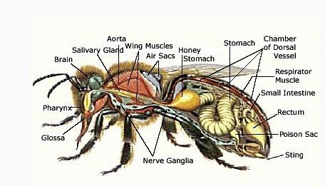 Dari illustrasi anatomi lebah Apis dorsata, the Giant honey bee