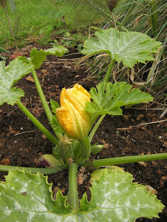 Female courgette flower