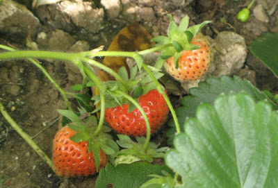 strawberries nearly red
