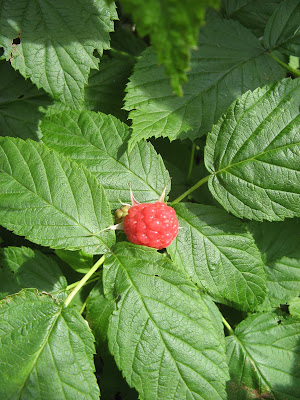 first red raspberry