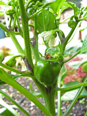 tiny green peppers