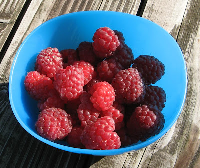 latest raspberries