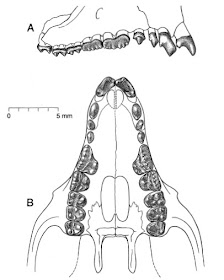 Catalogue of Organisms Beginning to Grasp Things (Taxon of the Week