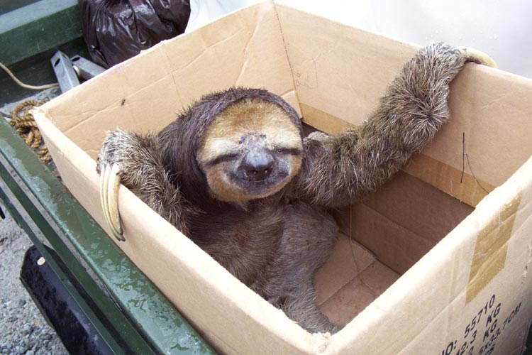 [ ADAR 1980 ]: The Mistery of The Hairless Sloth