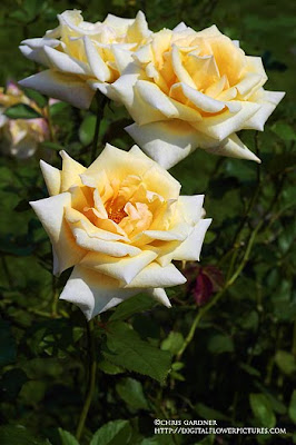 Digital Flower Pictures.com: Shrub Rose &lsquo;Winter Sunset&rsquo;