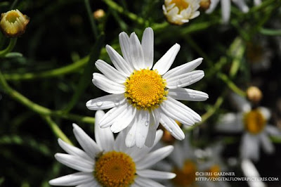 field daisy