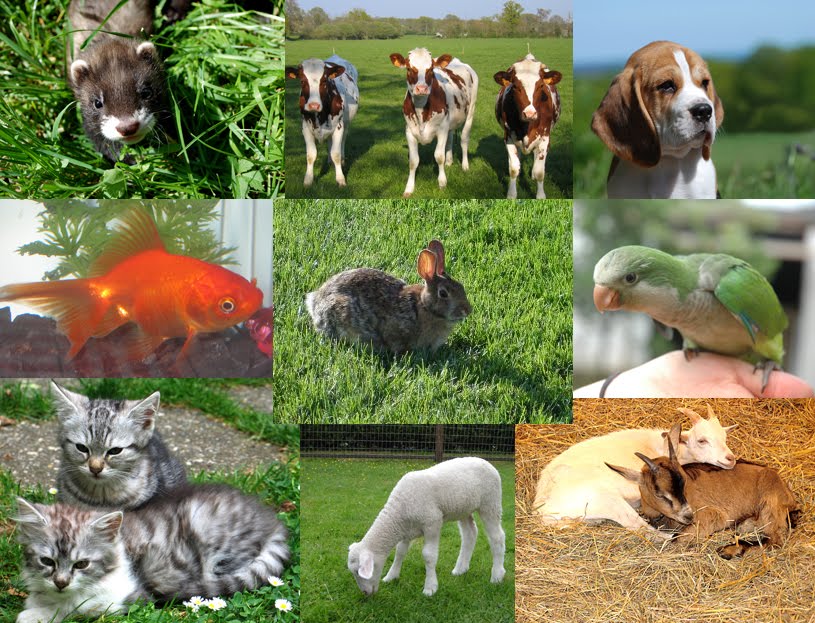 Catatan Engz: Hewan peliharaan