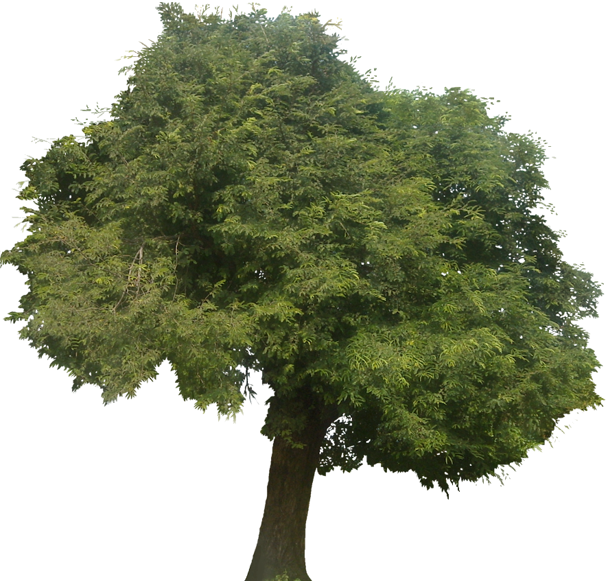 Tropical Plant Pictures: Tamarindus Indica (Tamarind)