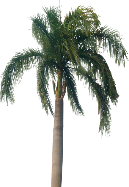 Tropical Plant Pictures: Roystonea Regia (Royal Palm)