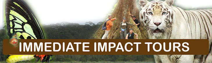 Immediate impact Tours