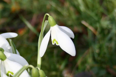 single snowdrop