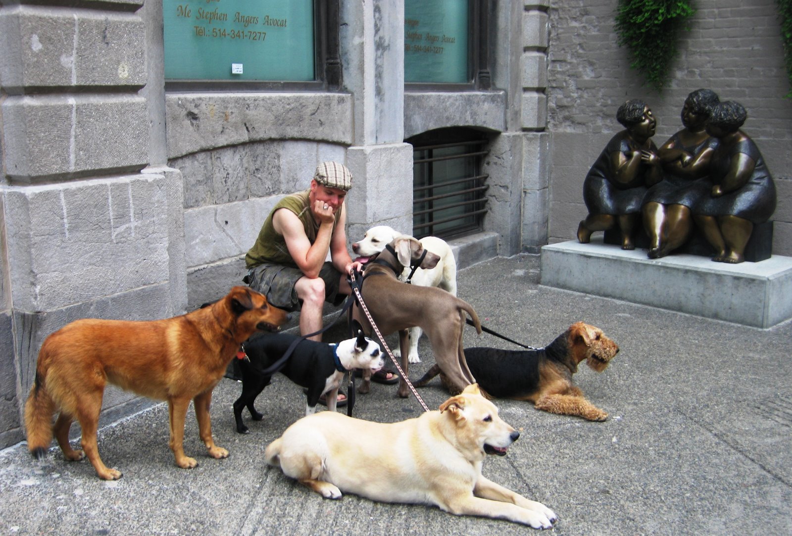 [MtR+Dogs.JPG]