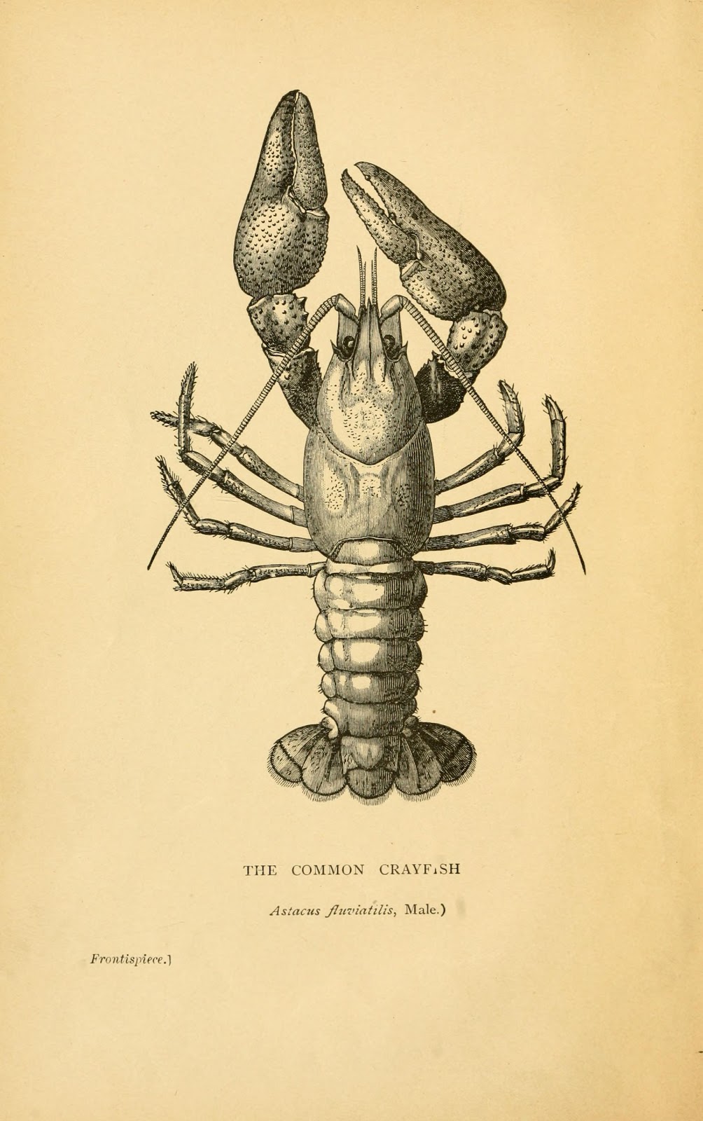 Book illustration, Lobster drawing, Scientific illustration