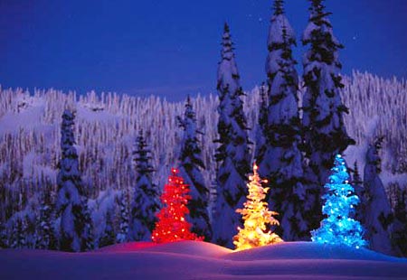 005+Xmas+tree.jpg