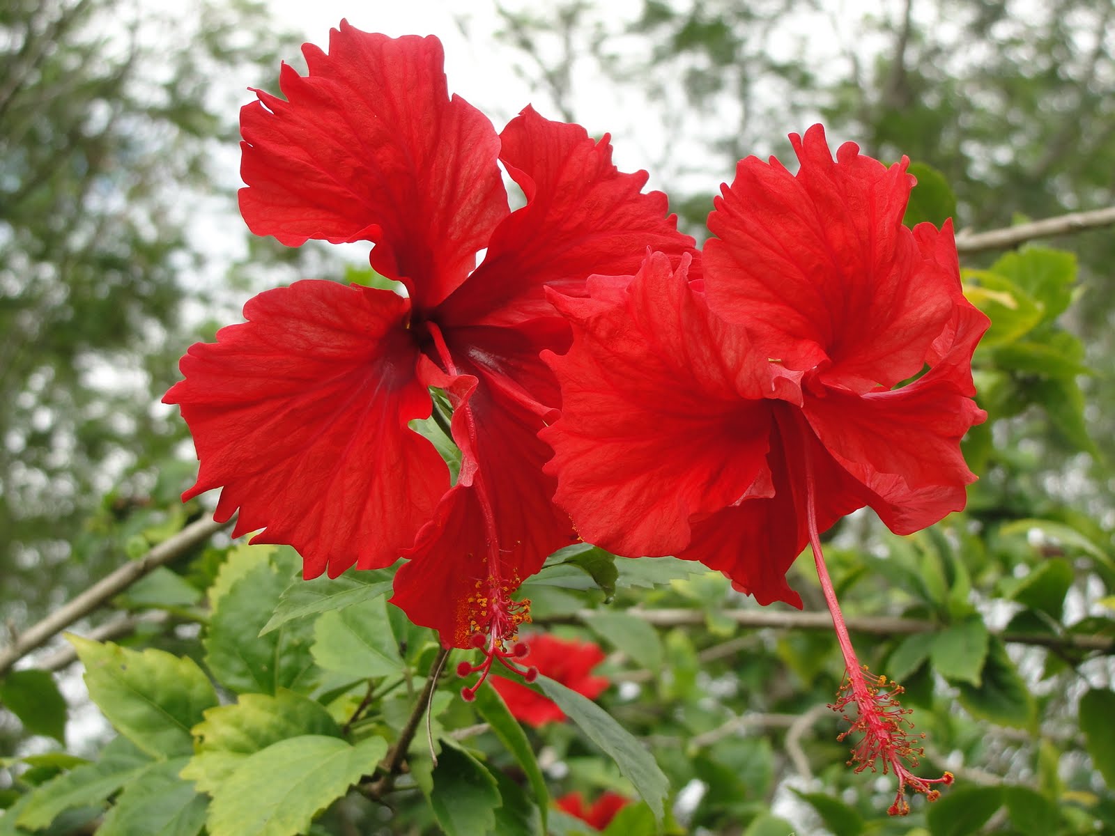 Red Gumamela