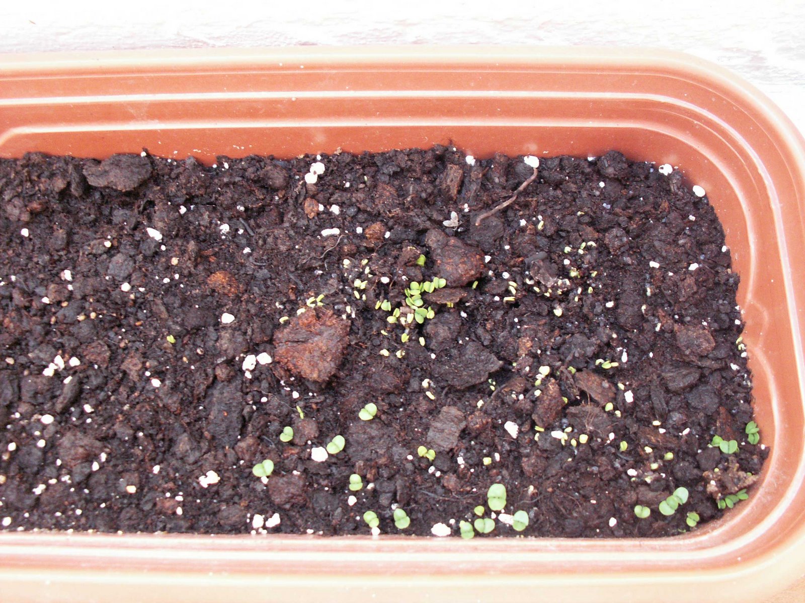 [Albahaca01.JPG]