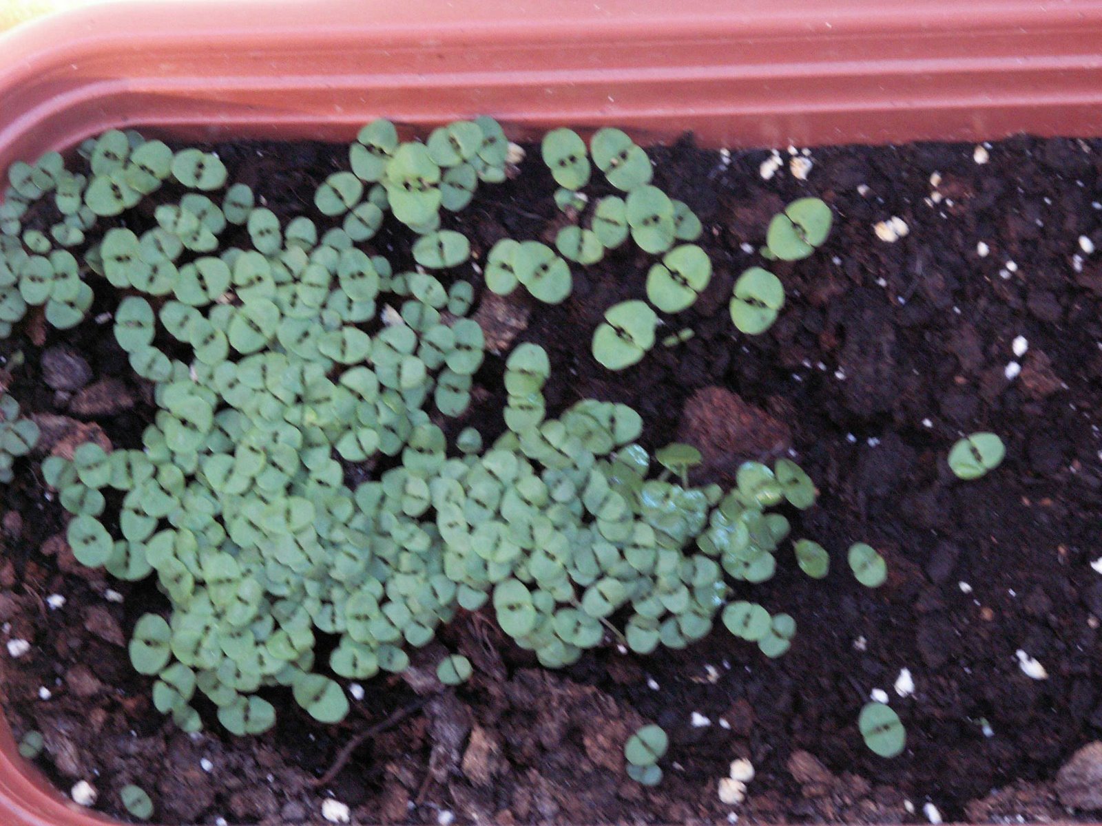 [Albahaca02.JPG]