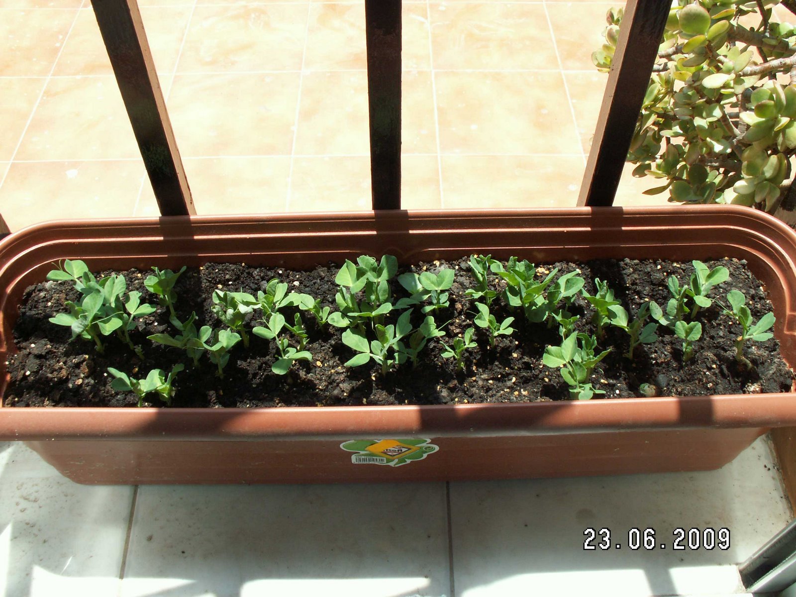 [Guisantes06.JPG]