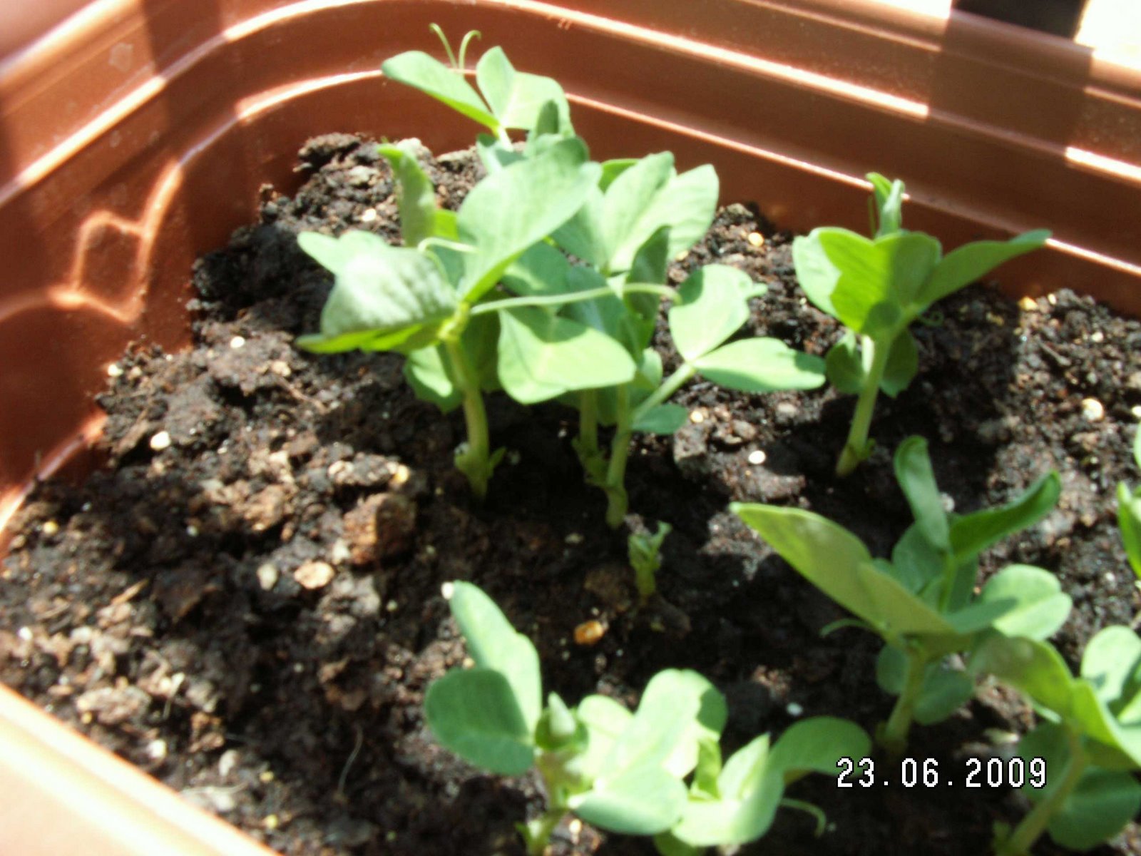 [Guisantes07.JPG]