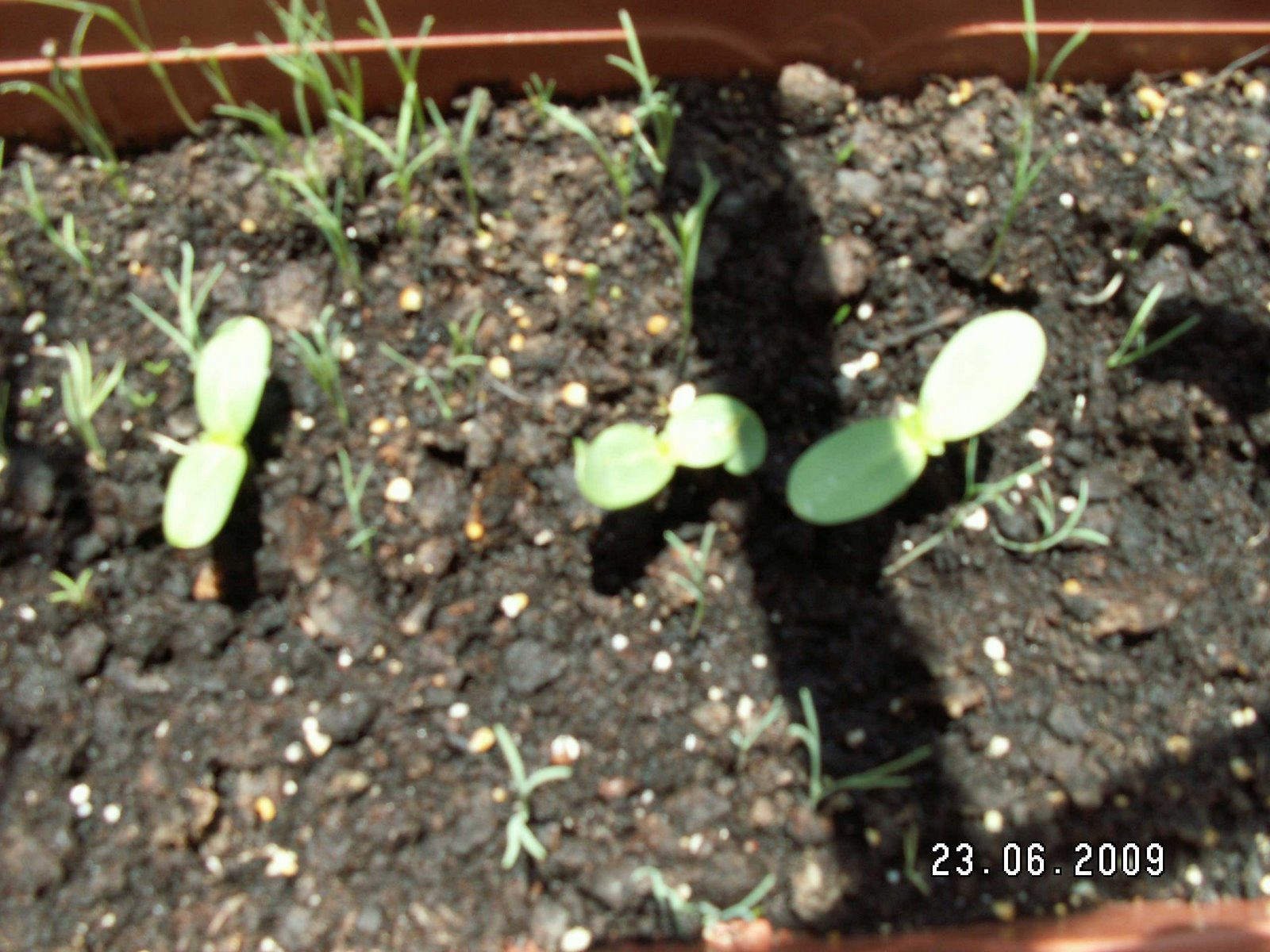 [Girasoles02.JPG]