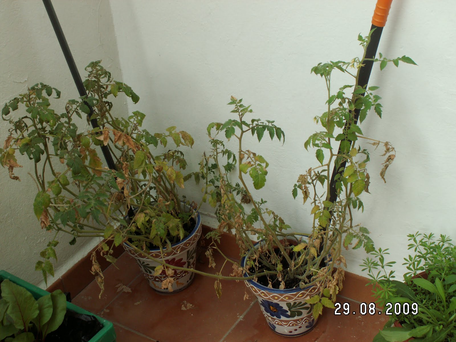 [PICT0270.JPG]