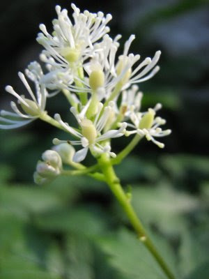 Actea spicata, samorostlík klasnatý