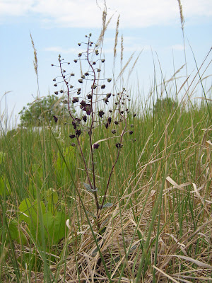 divizna brunátná, Verbascum phoeniceum