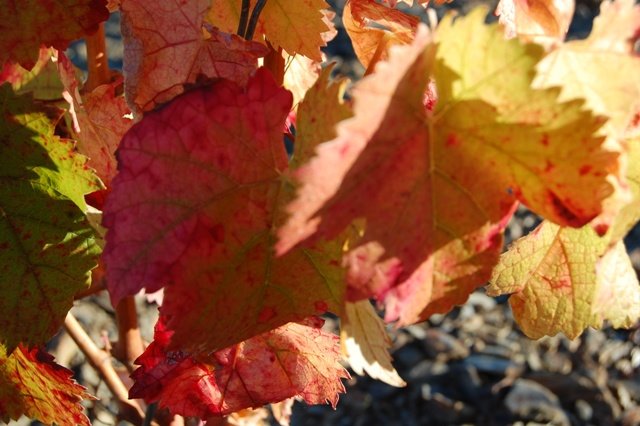 [DSC_0176.JPG]