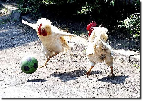 [todos_adoram_futebol_ate_as_galinhas.jpg]
