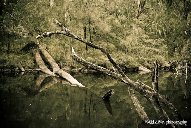 Fallen+Trees+(1+of+1).jpg